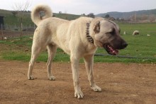 kangal köpeği